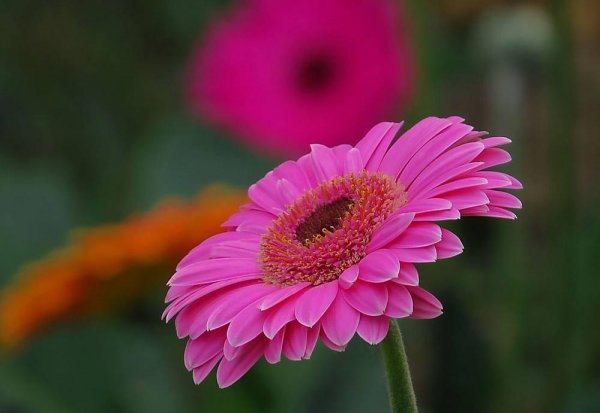 扶郎花语是什么意思