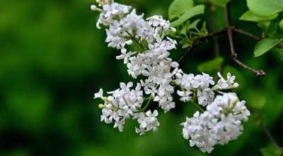 丁香花象征了什么 送丁香花的含义