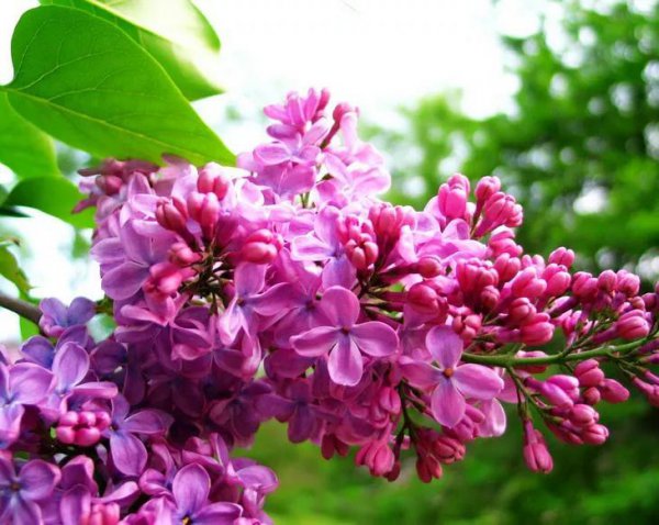 丁香花象征了什么