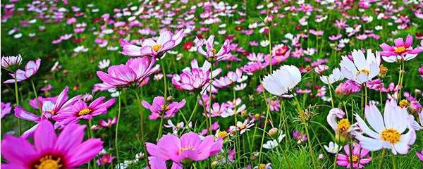 波斯菊怎么养护