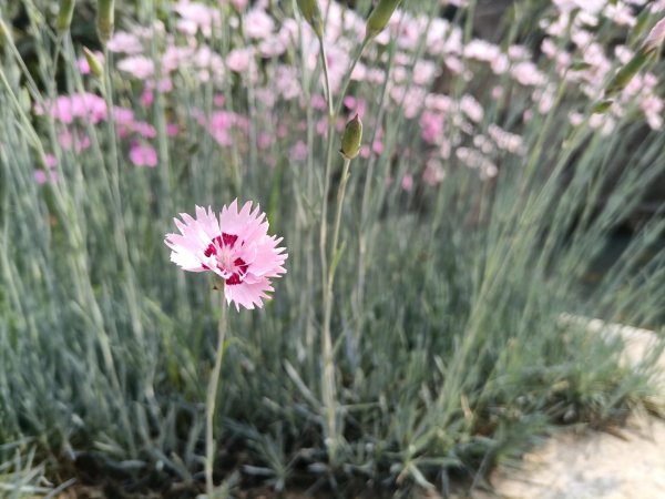 石竹的花语和寓意