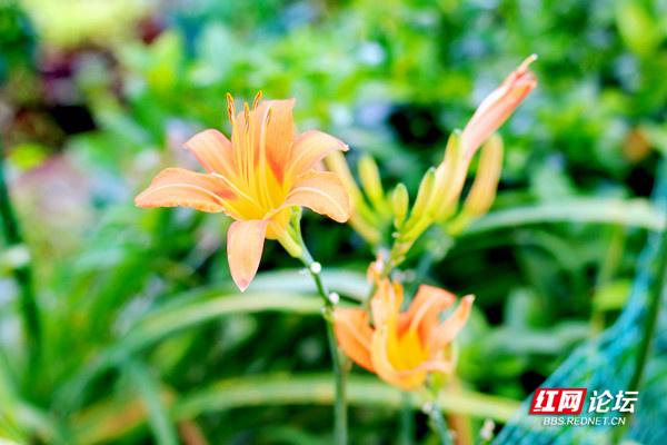 萱草花的寓意和象征