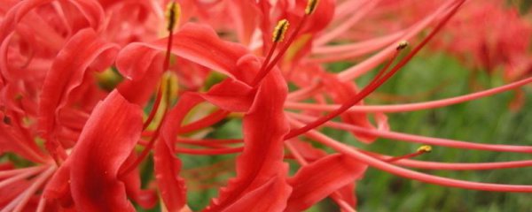 彼岸花真正花语是什么