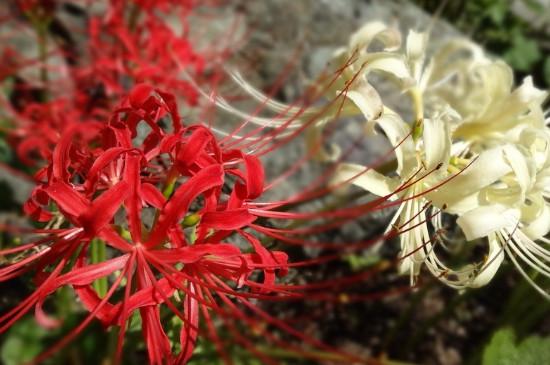 彼岸花真正花语是什么