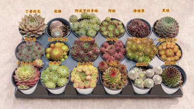 长生草多肉怎么养 长生草多肉养护注意事项