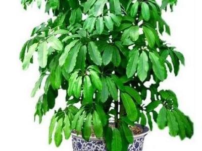 招财树怎么养才能长得茂盛