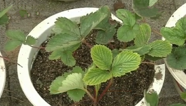 盆栽草莓怎么种植