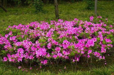 杜鹃花语是什么意思 杜鹃花的寓意和象征
