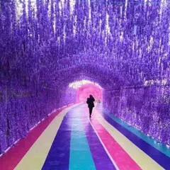 紫藤花寓意着什么
