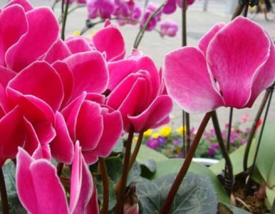 仙客来花语是什么 关于仙客来花的象征意义