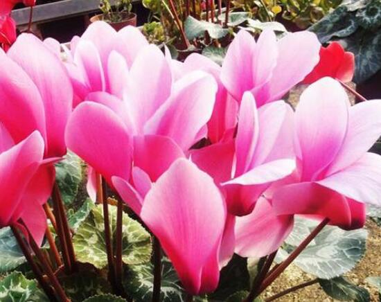 仙客来花语是什么