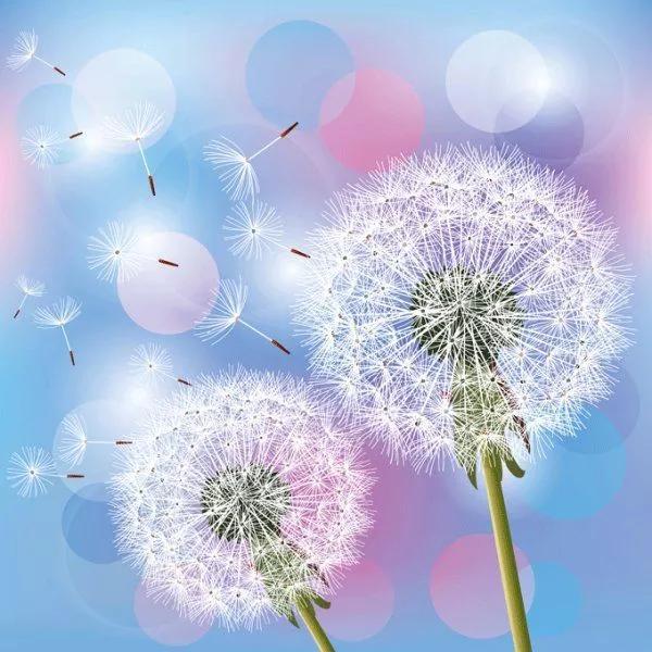 蒲公英的花语是什么