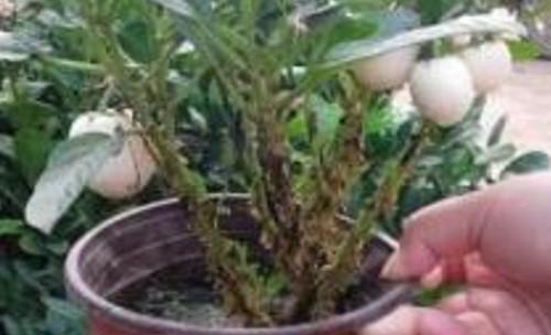 人参果盆栽种植方法