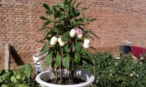 人参果盆栽种植方法