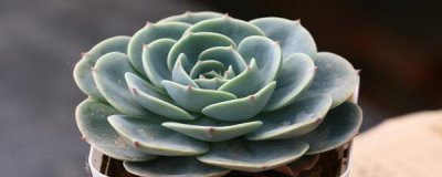 多肉植物怎么养 多肉植物养护小窍门