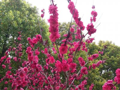 樱花的花语是什么 ?；ǖ脑⒁夂拖笳?/></i><h2>樱花的花语是什么 ?；ǖ脑⒁夂拖笳?/h2><p>为网友们详解?；ǖ幕ㄓ锸鞘裁春陀；ǖ脑⒁夂拖笳鞯穆讨惭し矫娴木椋咛逑昵槿缦拢河；ǖ幕ㄓ铮荷?，幸福，纯洁，热烈，高尚，精神之美。冬</p></a></li>
            <li><a href=