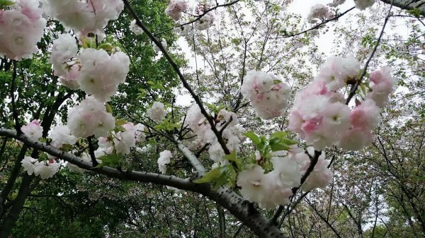 樱花的花语是什么