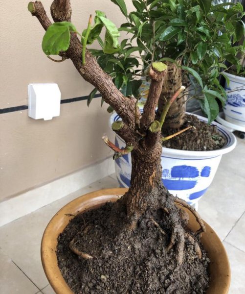 三角梅老桩盆景怎么养