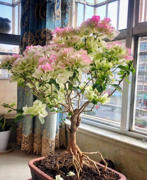 三角梅老桩盆景怎么养