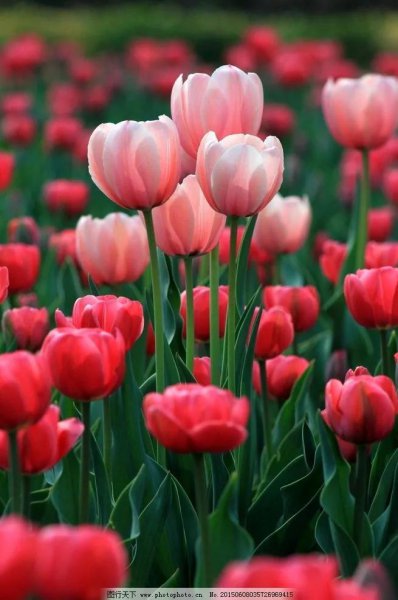 郁金香花语是什么意思
