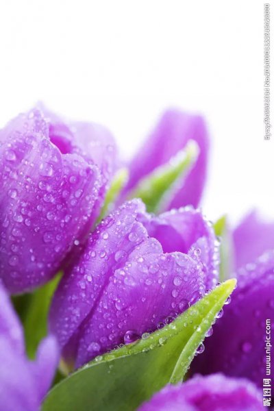 郁金香花语是什么意思