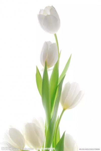 郁金香花语是什么意思