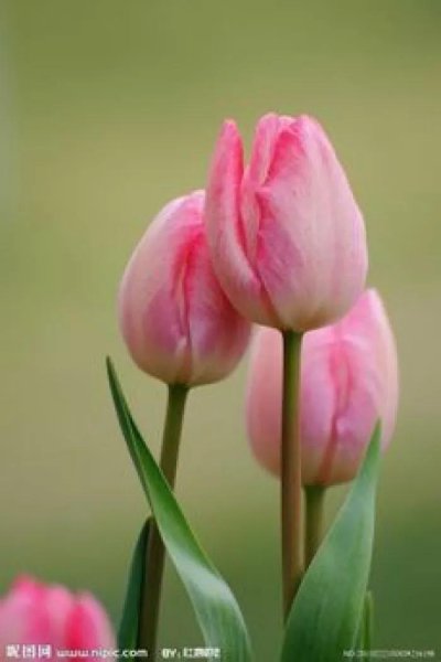 郁金香花语是什么意思