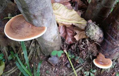 灵芝盆栽怎么养殖 室内灵芝种植条件和方法