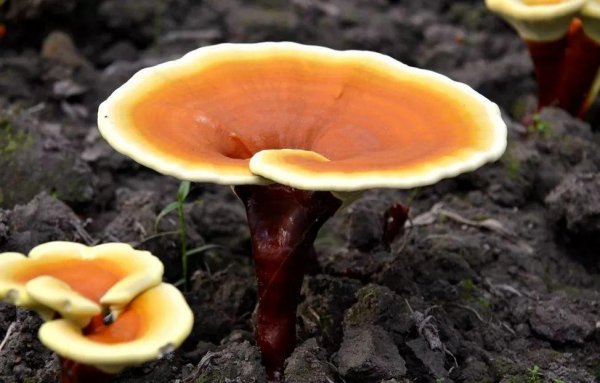 灵芝盆栽怎么养殖