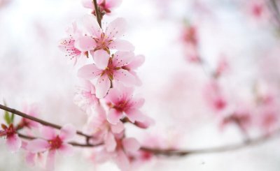 桃花的花语是什么 桃花的象征与寓意