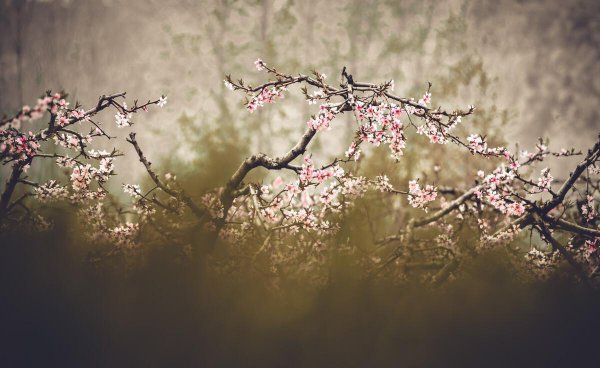 桃花的花语是什么