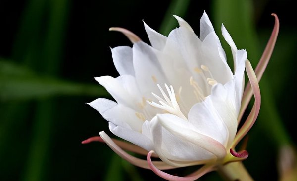秋天的代表花是什么