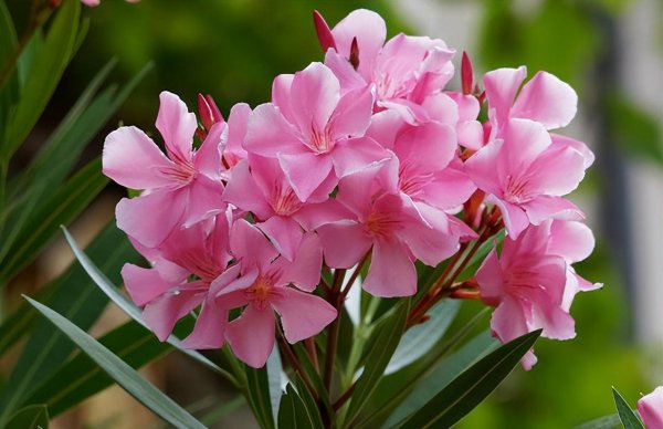 秋天的代表花是什么