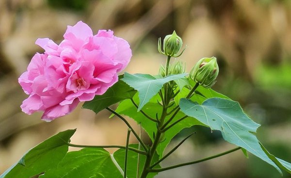 秋天的代表花是什么