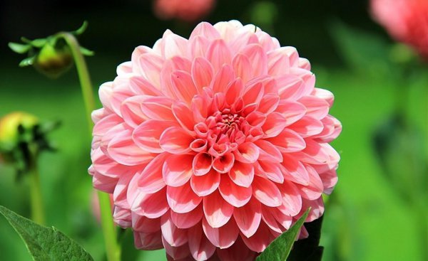 秋天的代表花是什么