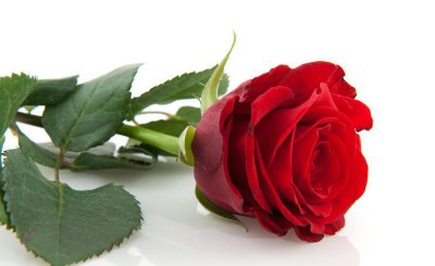 14朵玫瑰花语是什么 玫瑰花语大全介绍