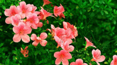 杜鹃花盆景怎么养 杜鹃花养护小妙招
