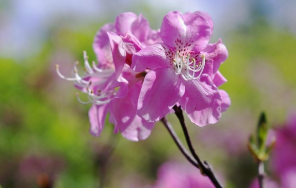 杜鹃花盆景怎么养