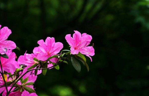 杜鹃花盆景怎么养
