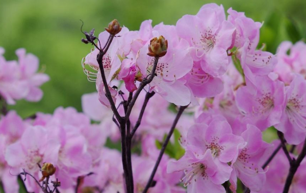 杜鹃花盆景怎么养