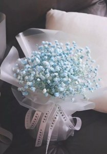 满天星的花语是什么 满天星的寓意和象征意义