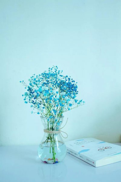 满天星的花语是什么