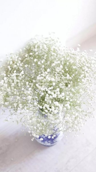 满天星的花语是什么