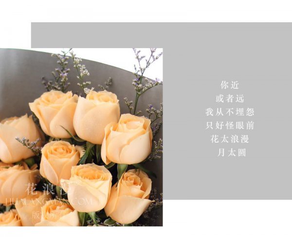 香槟玫瑰的花语是什么