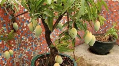 芒果盆栽冬天怎么养 盆栽芒果树的种植与养护