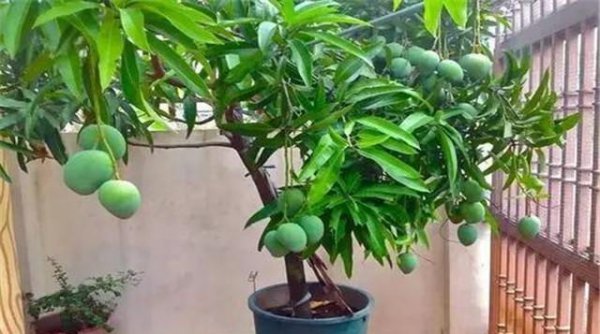 芒果盆栽冬天怎么养