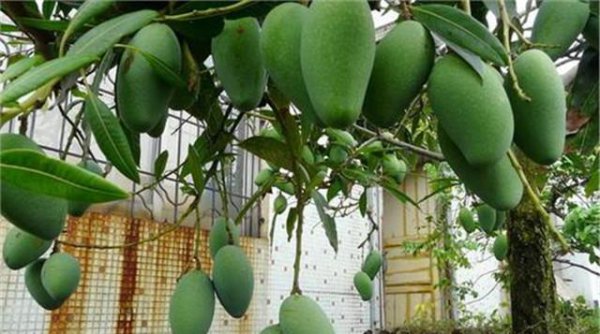 芒果盆栽冬天怎么养