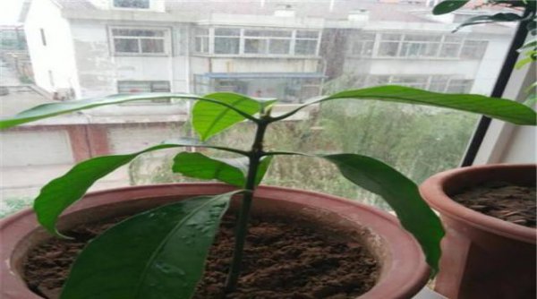 芒果盆栽冬天怎么养