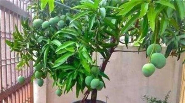 芒果盆栽冬天怎么养