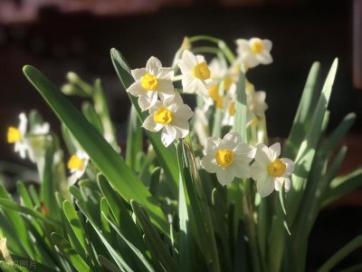 水仙花花语是什么 水仙花的寓意和象征